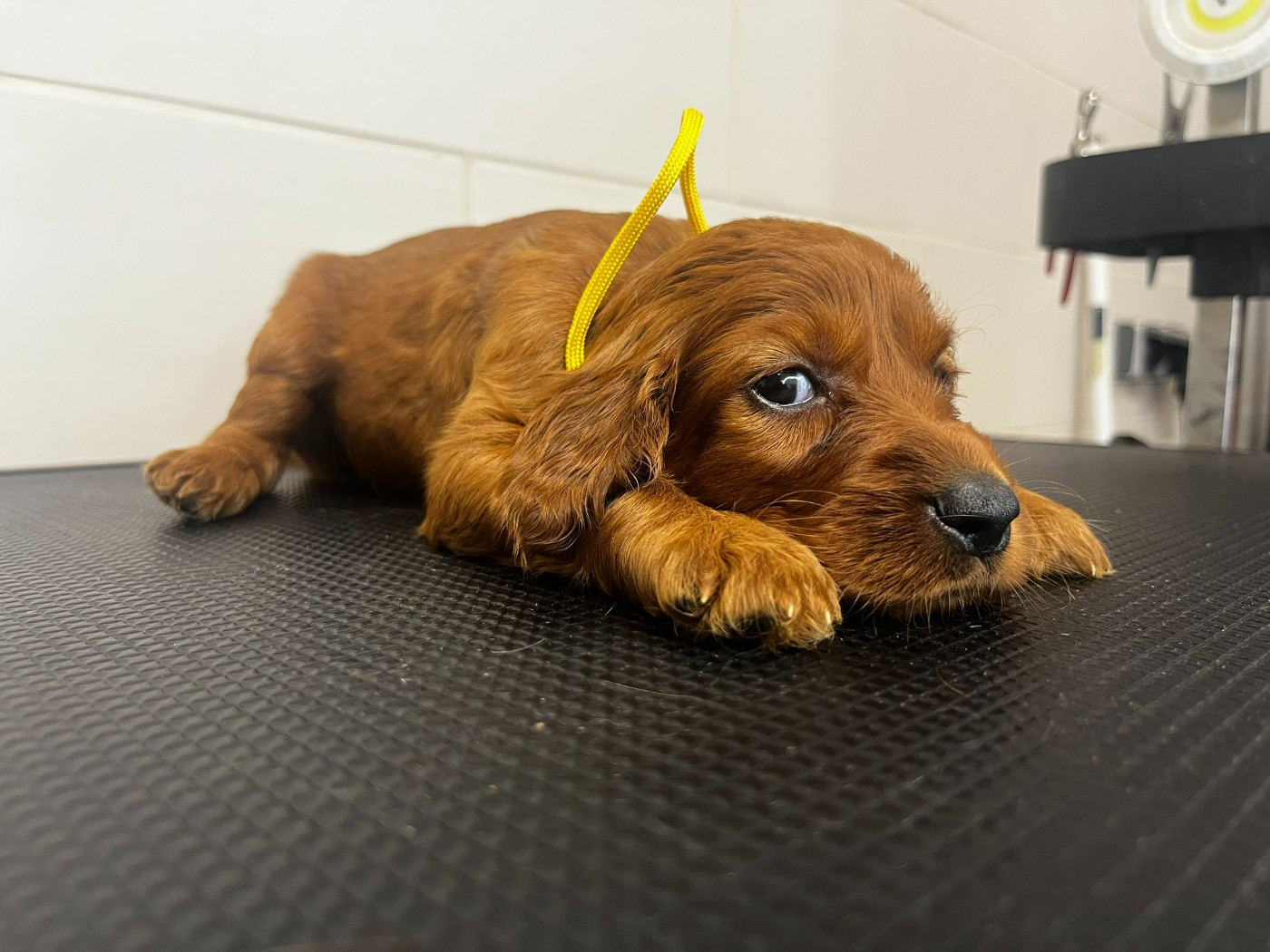 Des Terres D'Emotions - Chiots disponibles - Setter irlandais rouge