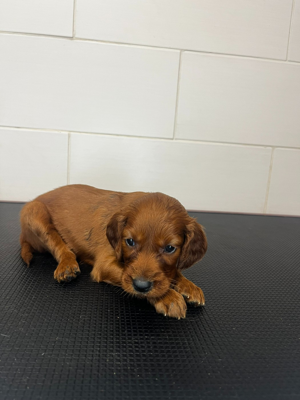 Des Terres D'Emotions - Chiots disponibles - Setter irlandais rouge