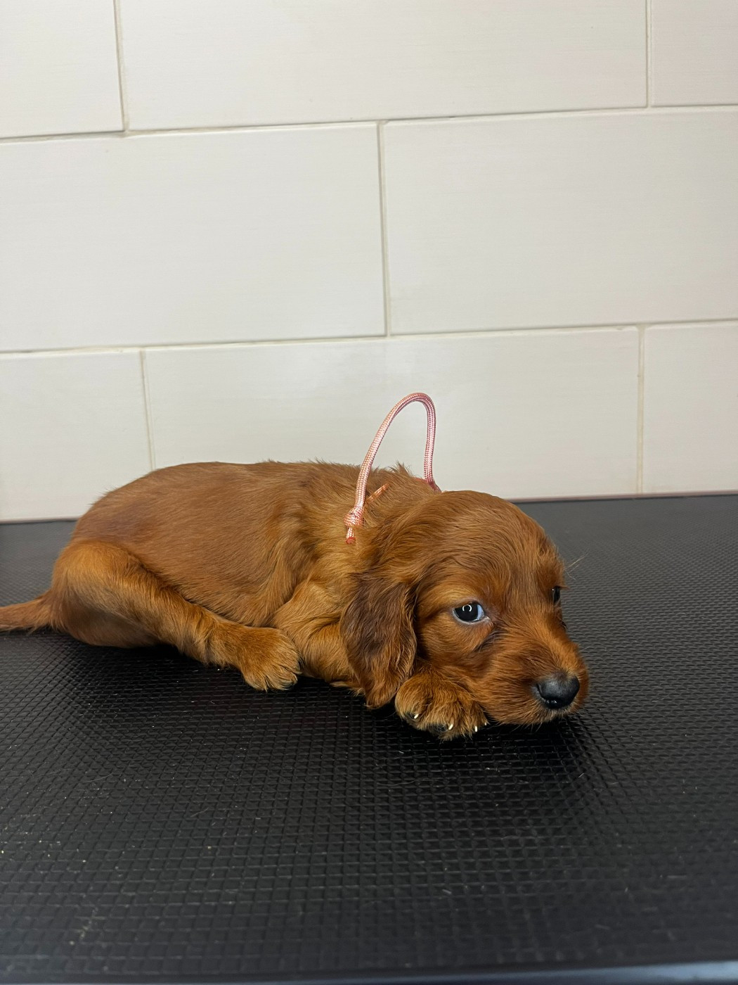 Des Terres D'Emotions - Chiots disponibles - Setter irlandais rouge
