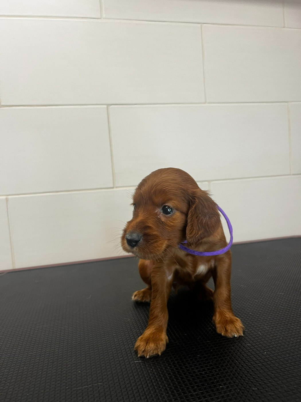 Des Terres D'Emotions - Chiots disponibles - Setter irlandais rouge