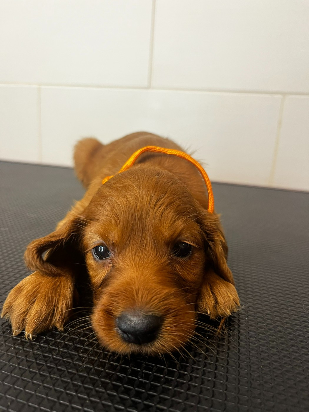 Des Terres D'Emotions - Chiots disponibles - Setter irlandais rouge