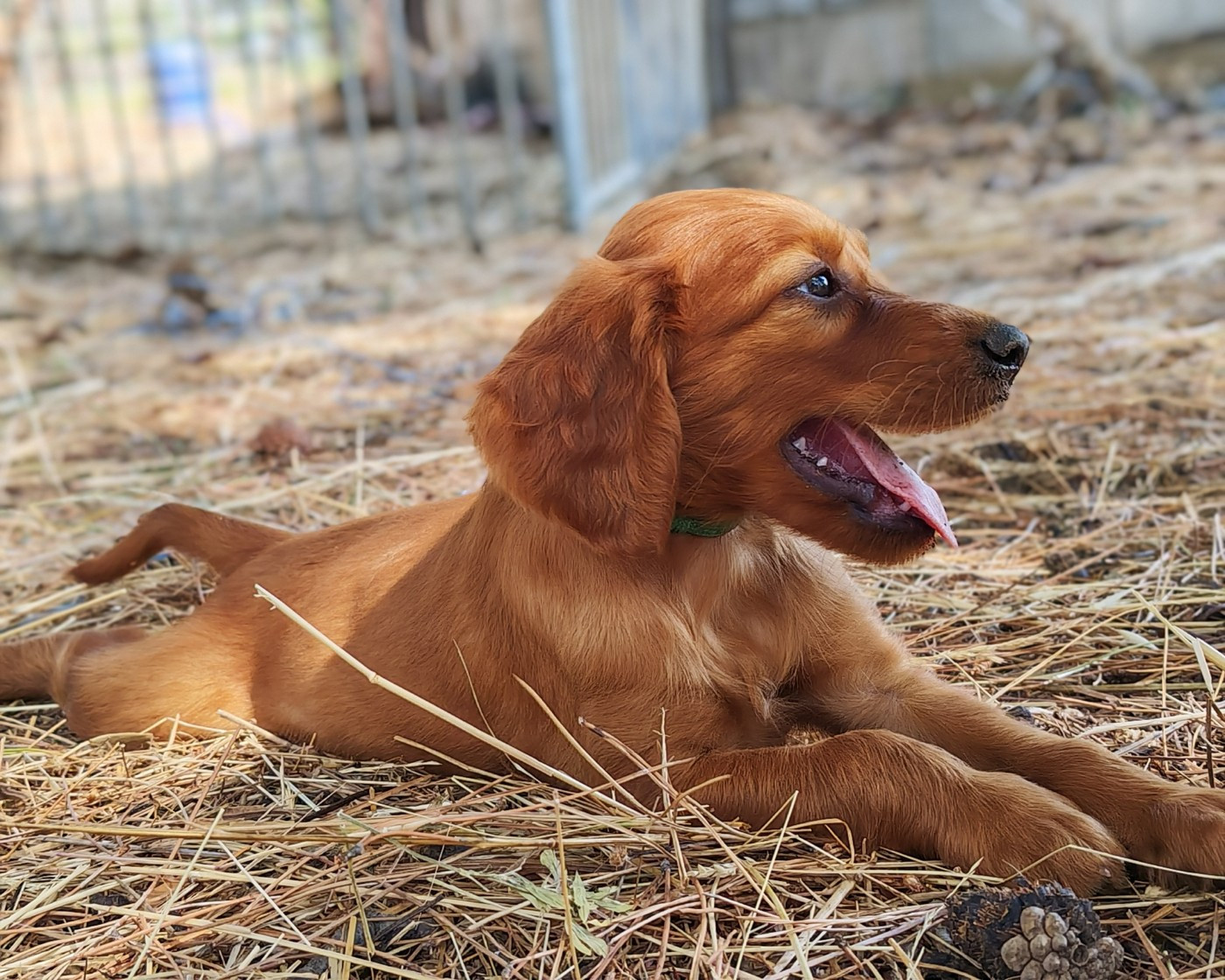 Des Terres D'Emotions - Chiots disponibles - Setter irlandais rouge
