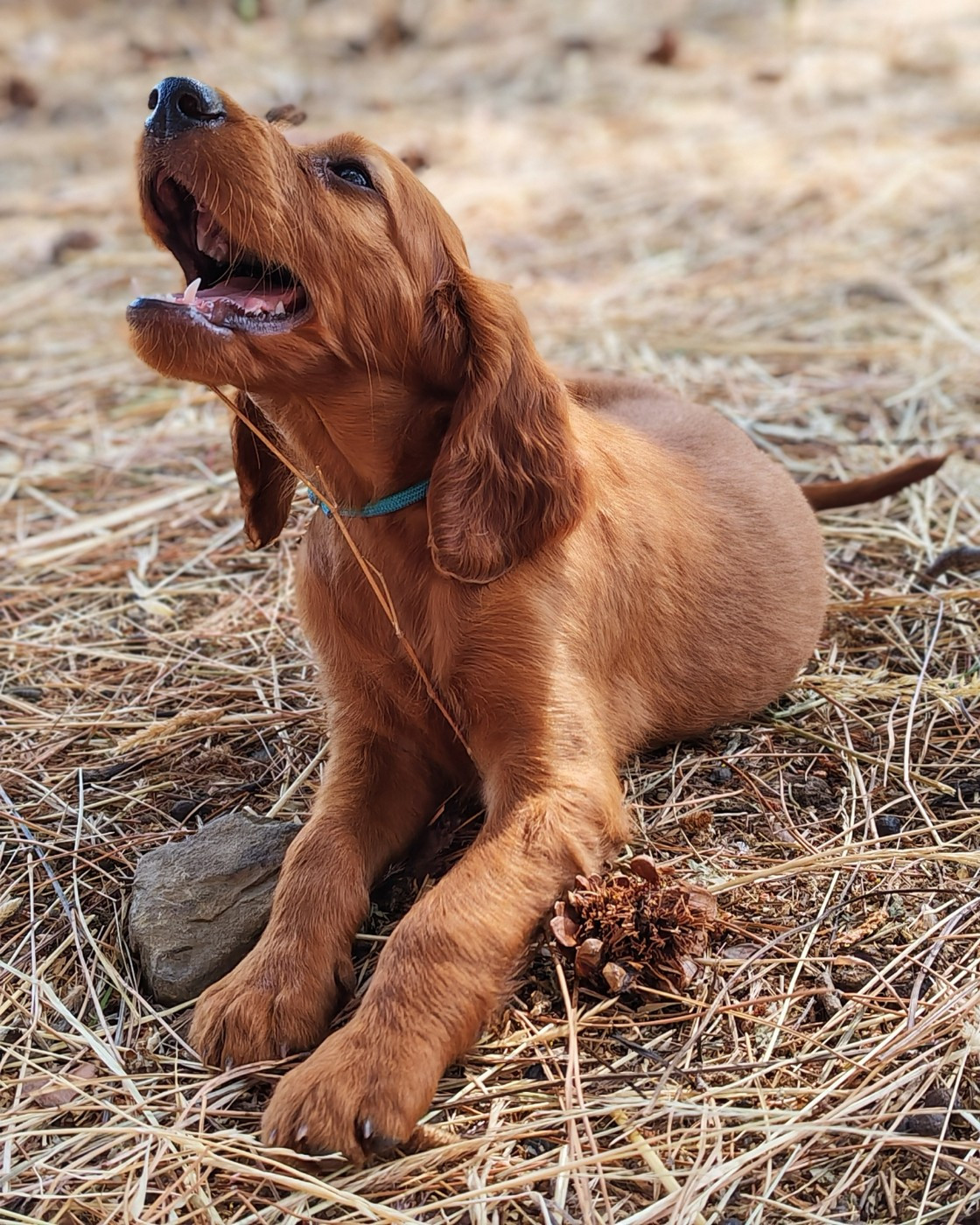 Des Terres D'Emotions - Chiots disponibles - Setter irlandais rouge