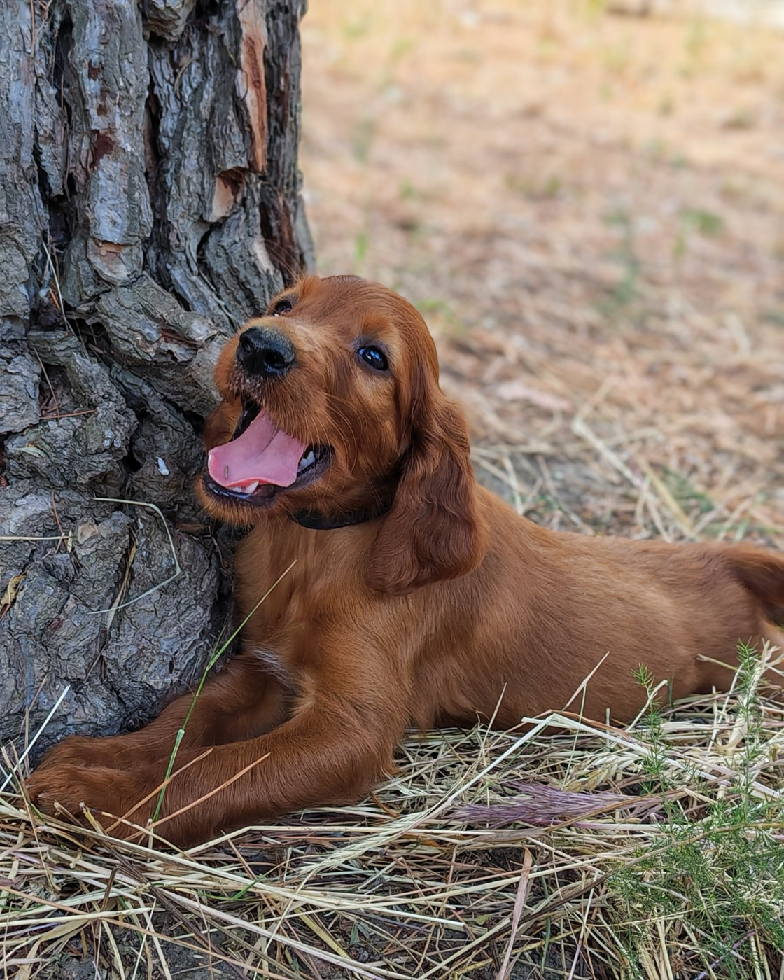 Des Terres D'Emotions - Chiots disponibles - Setter irlandais rouge