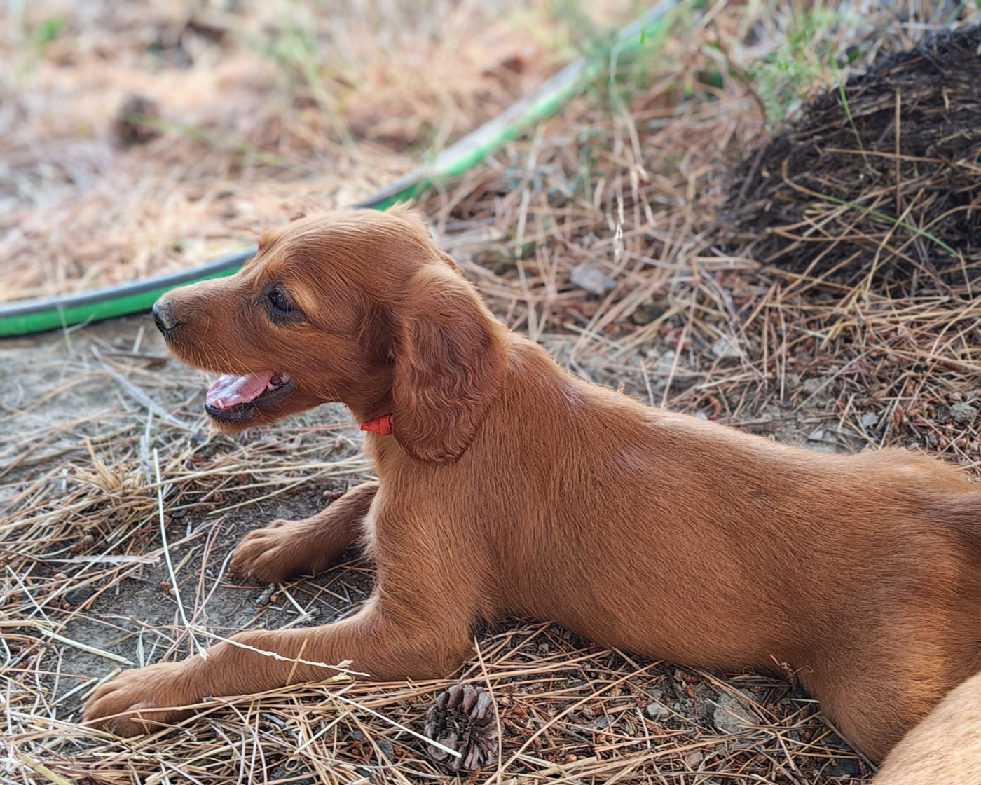 Des Terres D'Emotions - Chiots disponibles - Setter irlandais rouge
