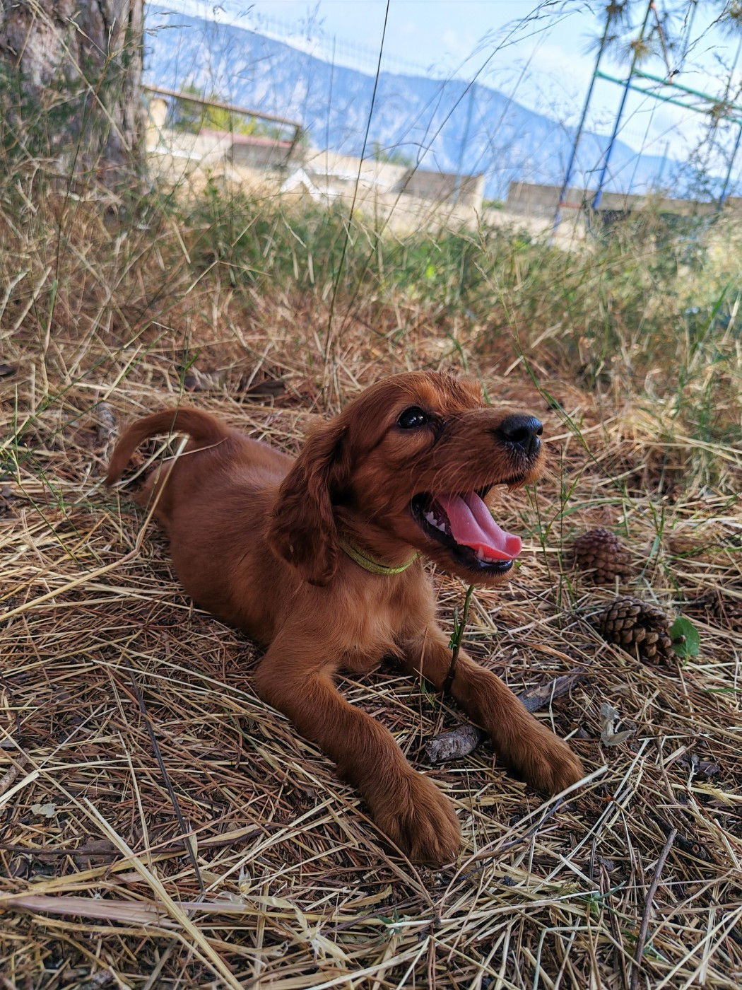 Des Terres D'Emotions - Chiots disponibles - Setter irlandais rouge