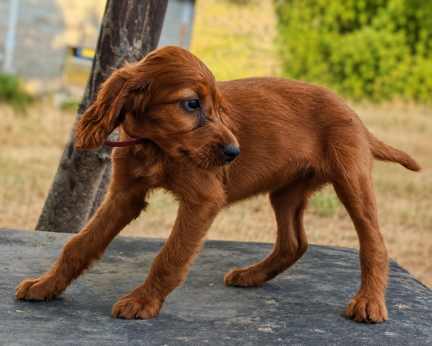 Des Terres D'Emotions - Chiots disponibles - Setter irlandais rouge