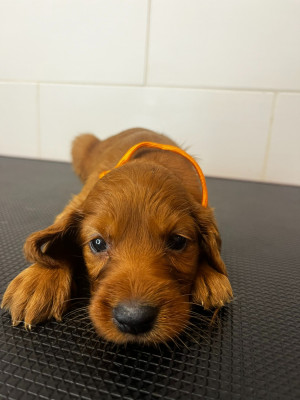 Chiot N°11